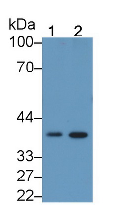 Monoclonal Antibody to Follistatin (FS)