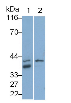 Monoclonal Antibody to Follistatin (FS)