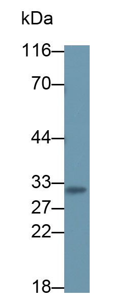 Monoclonal Antibody to High Mobility Group Protein 1 (HMGB1)