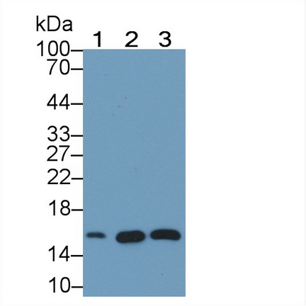 Monoclonal Antibody to Neurogranin (NRGN)