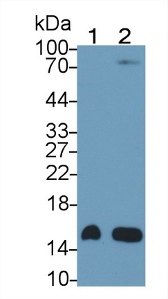 Monoclonal Antibody to Neurogranin (NRGN)