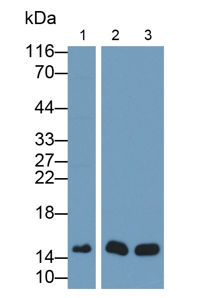 Monoclonal Antibody to Neurogranin (NRGN)