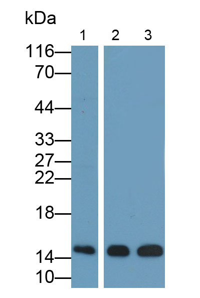 Monoclonal Antibody to Neurogranin (NRGN)