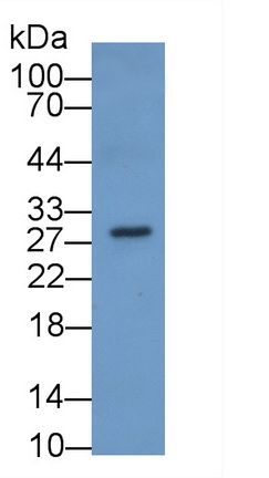 Monoclonal Antibody to Sex Determining Region Y Box Protein 2 (SOX2)