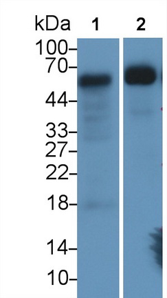 Monoclonal Antibody to GATA Binding Protein 3 (GATA3)