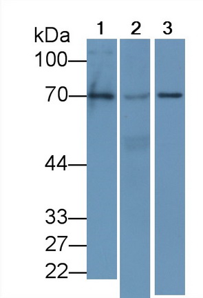 Monoclonal Antibody to Early Growth Response Protein 1 (EGR1)