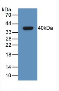 Monoclonal Antibody to Growth Hormone Releasing Hormone (GHRH)