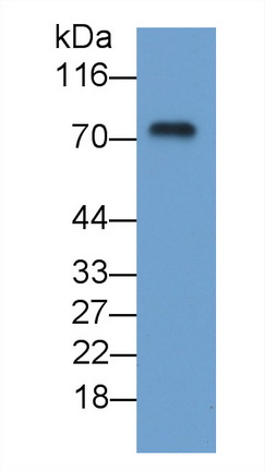 MAA468Hu23.jpg