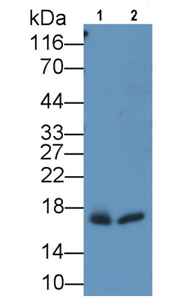 Monoclonal Antibody to Myoglobin (MYO)