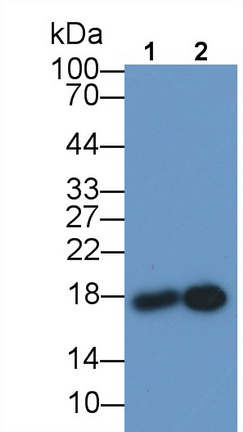 Monoclonal Antibody to Myoglobin (MYO)