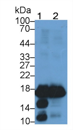 Monoclonal Antibody to Myoglobin (MYO)