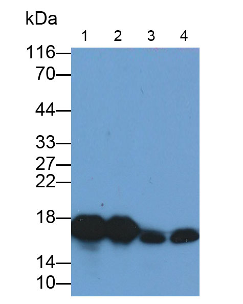 Monoclonal Antibody to Myoglobin (MYO)