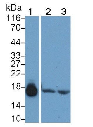 Monoclonal Antibody to Myoglobin (MYO)