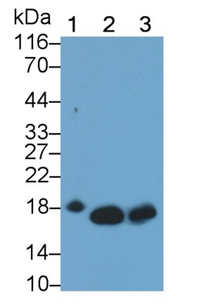 Monoclonal Antibody to Myoglobin (MYO)