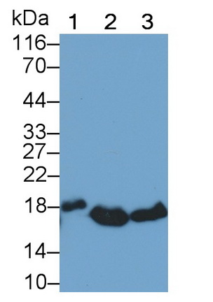 Monoclonal Antibody to Myoglobin (MYO)