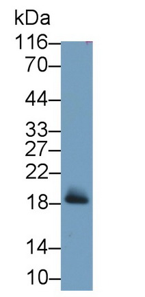 Monoclonal Antibody to Myoglobin (MYO)