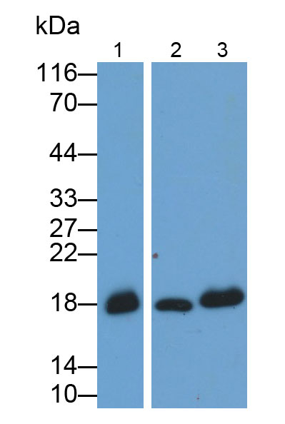 Monoclonal Antibody to Myoglobin (MYO)