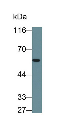 MAA481Hu22.jpg