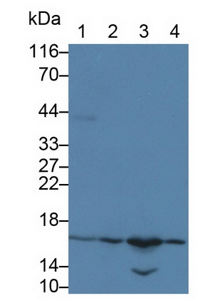 Monoclonal Antibody to Endothelin 1 (EDN1)