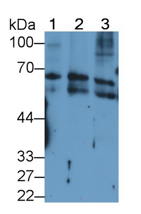 MAA491Hu21.jpg