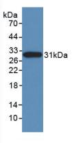 Monoclonal Antibody to Nestin (NES)