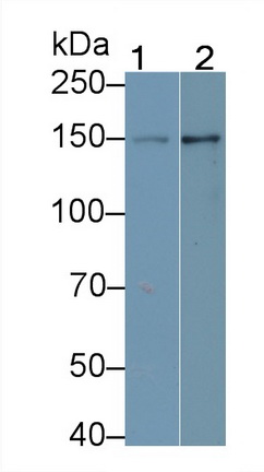 Monoclonal Antibody to Nestin (NES)