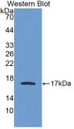 Monoclonal Antibody to Apolipoprotein A1 (APOA1)