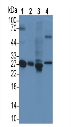 Monoclonal Antibody to Apolipoprotein A1 (APOA1)