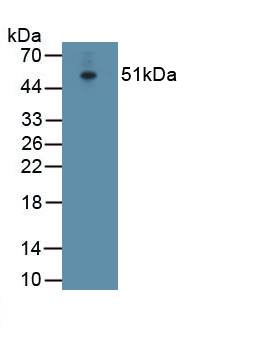 Monoclonal Antibody to Intercellular Adhesion Molecule 1 (ICAM1)