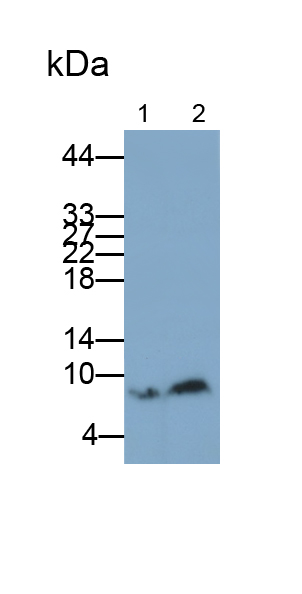 Monoclonal Antibody to S100 Calcium Binding Protein B (S100B)