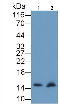 Monoclonal Antibody to Cytochrome C (CYCS)