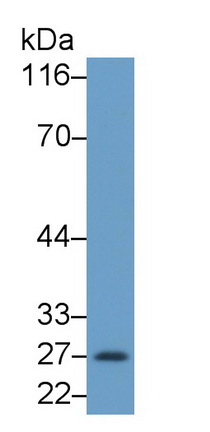 Monoclonal Antibody to Granzyme B (GZMB)