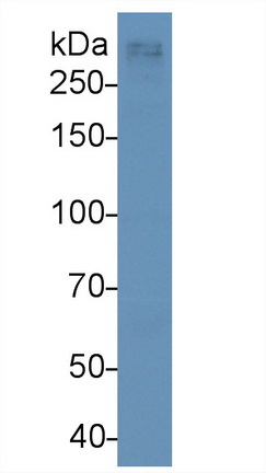 Monoclonal Antibody to Apolipoprotein B100 (APOB100)