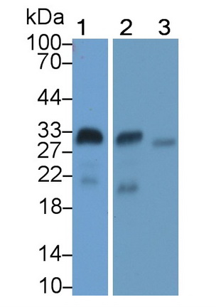 MAA605Hu22.jpg