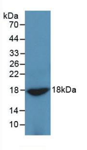 Monoclonal Antibody to Adiponectin (ADPN)