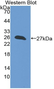 Monoclonal Antibody to BH3 Interacting Domain Death Agonist (Bid)