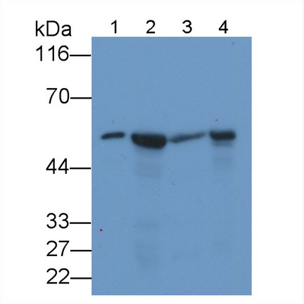 Monoclonal Antibody to Visfatin (VF)