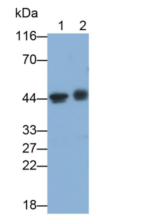 Monoclonal Antibody to CCAAT/Enhancer Binding Protein Alpha (CEBPa)