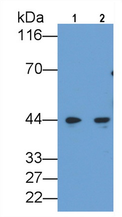 Monoclonal Antibody to CCAAT/Enhancer Binding Protein Alpha (CEBPa)