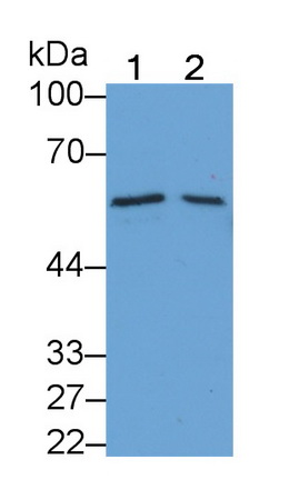 Monoclonal Antibody to Bone Morphogenetic Protein 6 (BMP6)