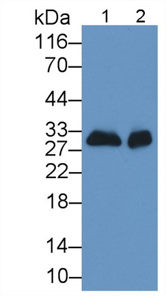 Monoclonal Antibody to Complement component 1 Q subcomponent-binding protein, mitochondrial (C1QBP)