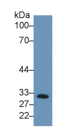 Monoclonal Antibody to Complement component 1 Q subcomponent-binding protein, mitochondrial (C1QBP)