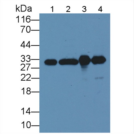 Monoclonal Antibody to Complement component 1 Q subcomponent-binding protein, mitochondrial (C1QBP)