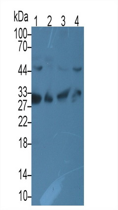 Monoclonal Antibody to Complement component 1 Q subcomponent-binding protein, mitochondrial (C1QBP)