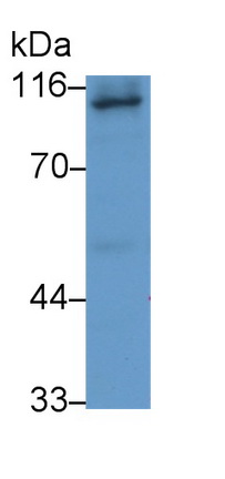 Monoclonal Antibody to Amiloride Binding Protein 1 (ABP1)