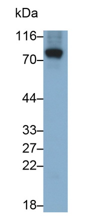 Monoclonal Antibody to Amiloride Binding Protein 1 (ABP1)