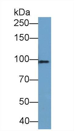 Monoclonal Antibody to Toll Like Receptor 2 (TLR2)