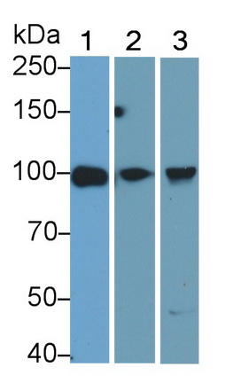 Monoclonal Antibody to Toll Like Receptor 2 (TLR2)