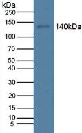 Monoclonal Antibody to Cross Linked C-Telopeptide Of Type I Collagen (CTXI)