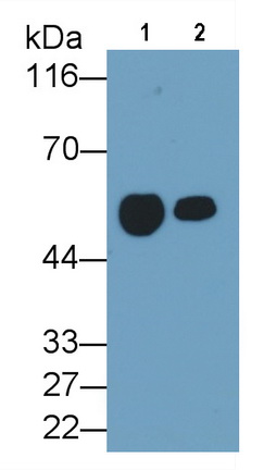 Monoclonal Antibody to Cluster Of Differentiation 14 (CD14)